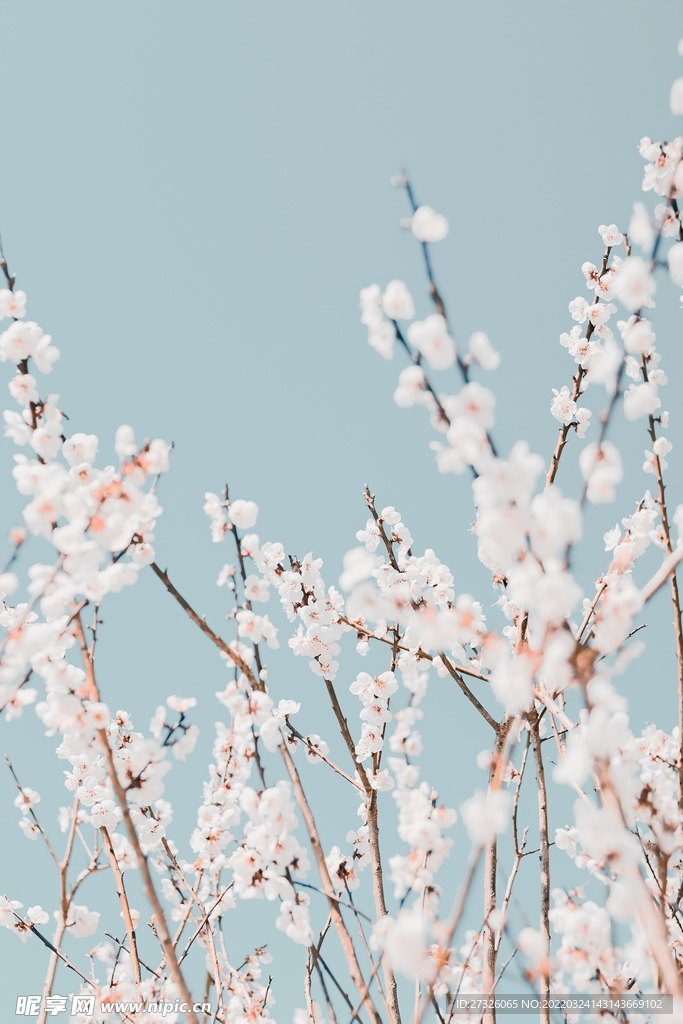 鲜花背景 