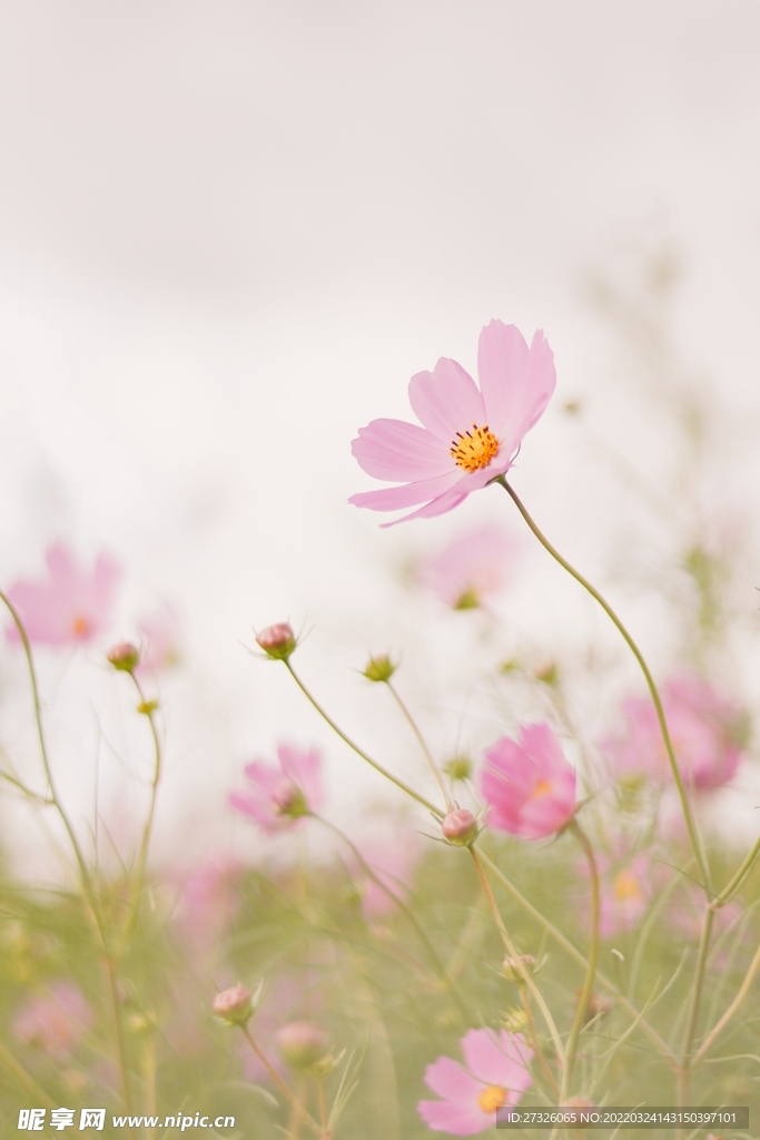 鲜花背景 