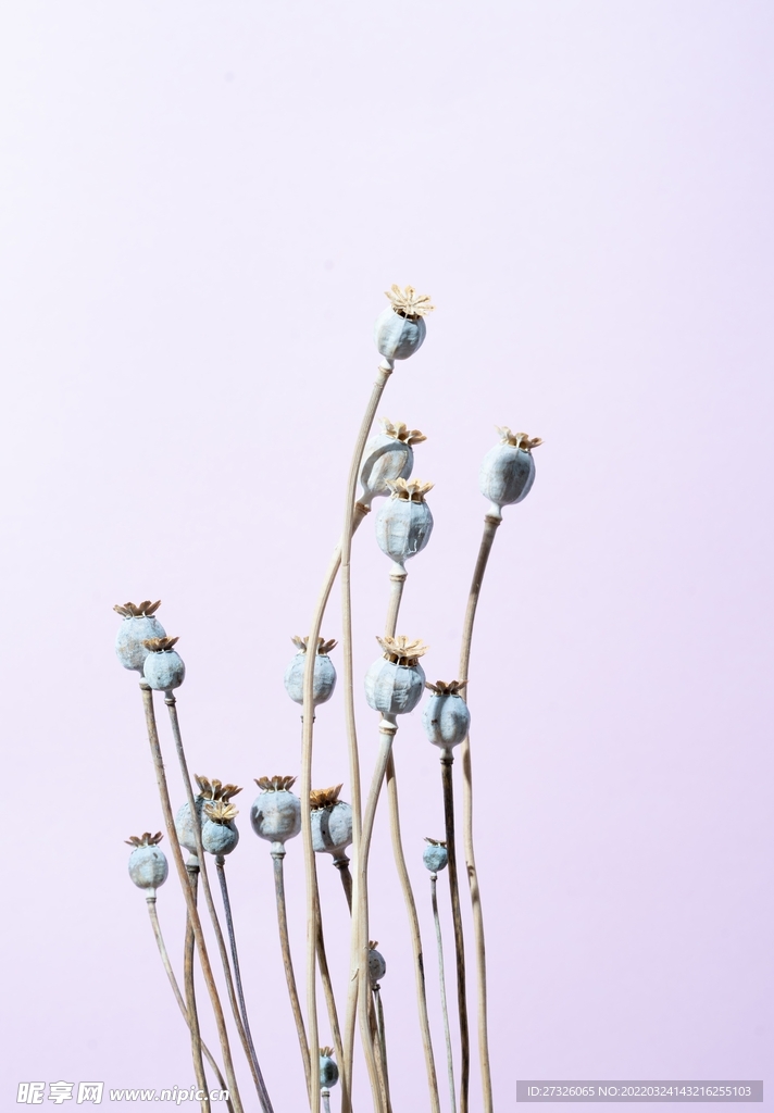 鲜花背景 