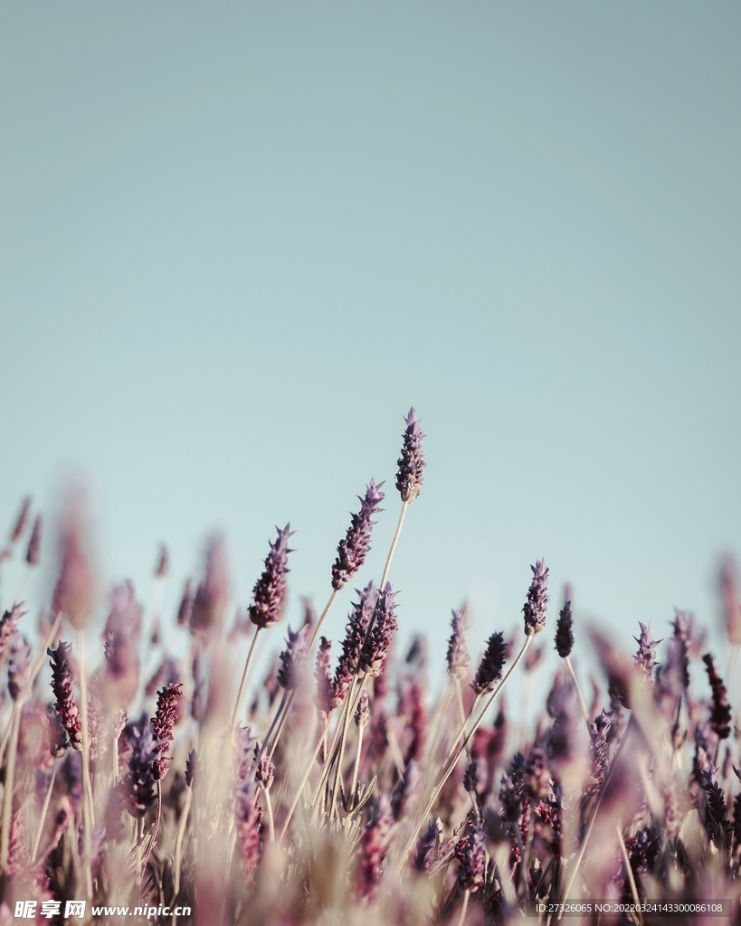 鲜花背景 