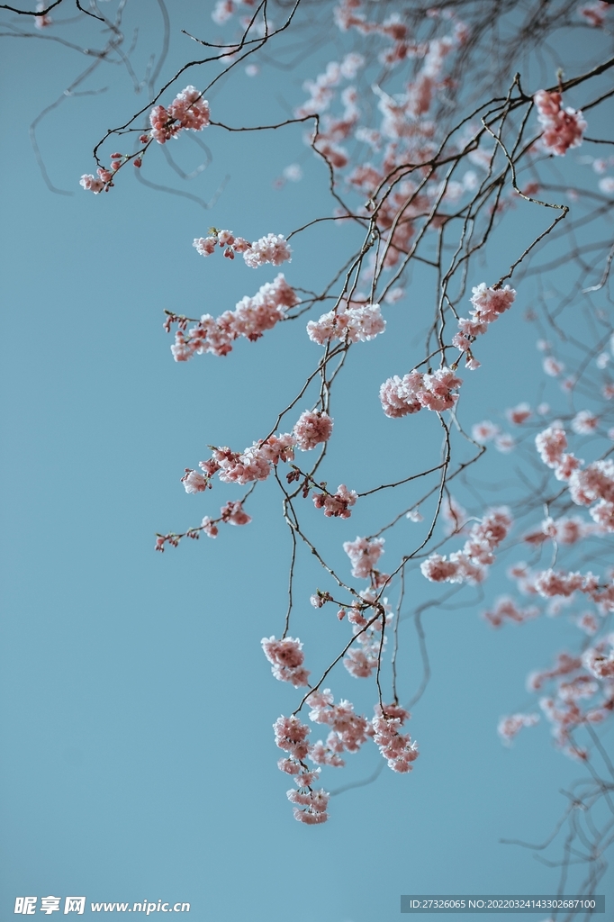 鲜花背景 