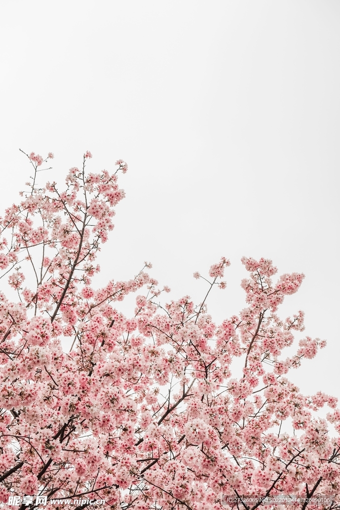 鲜花背景 