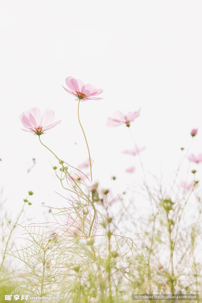 鲜花背景 