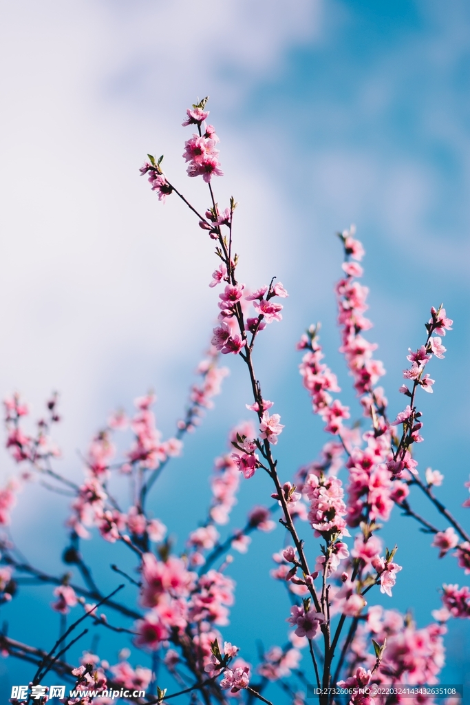鲜花背景