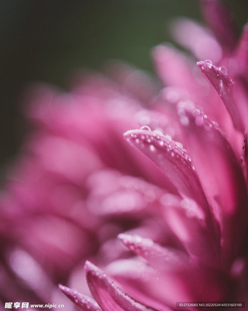 鲜花背景 