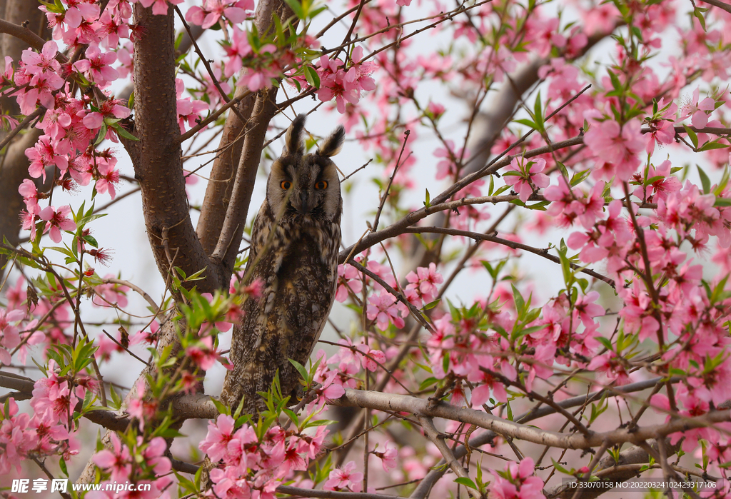 猫头鹰和桃花媲美