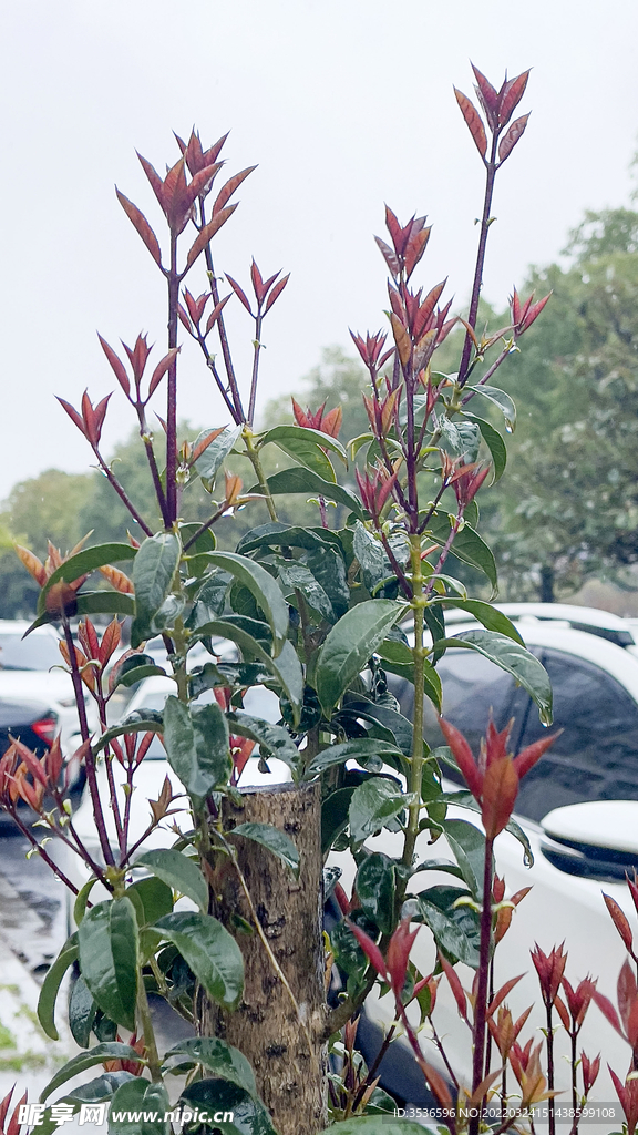 桂花树发新芽