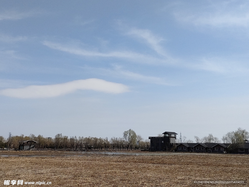 冬季蓝天白云芦苇地房屋