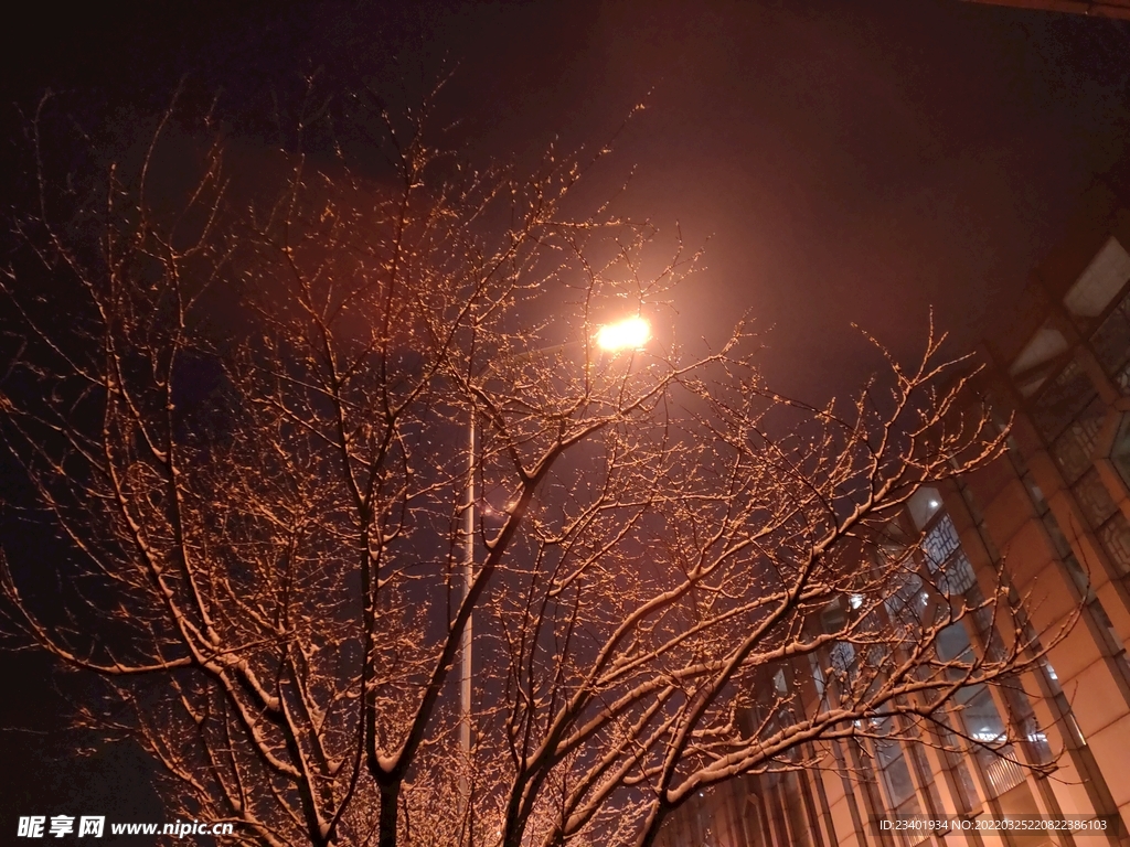 北京冬季夜晚下雪天路灯树木