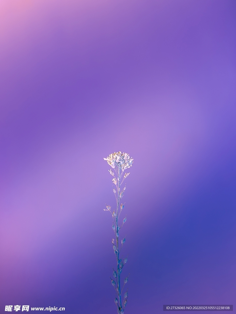 紫色背景
