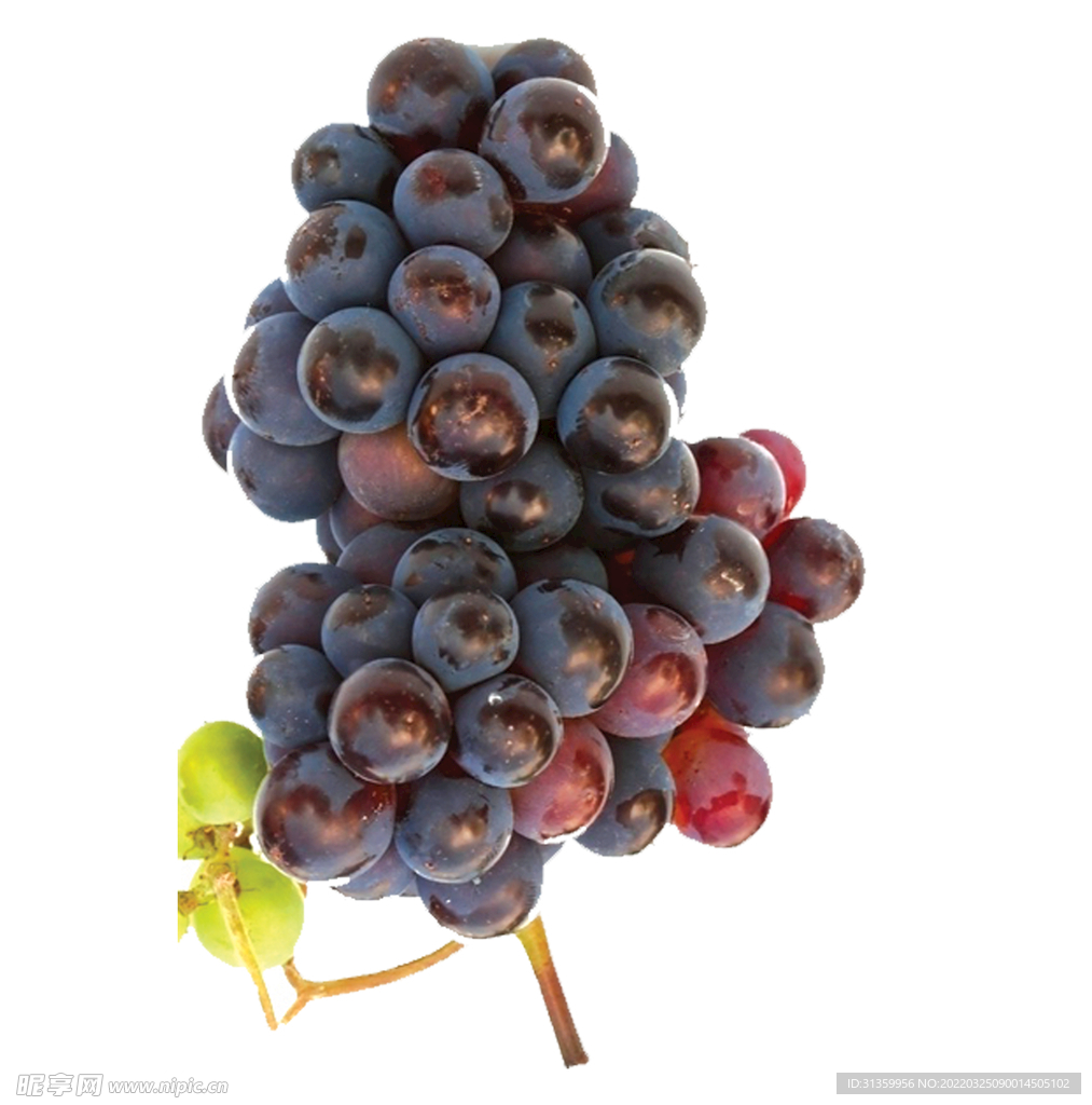 紫色葡萄特写图片摄影素材