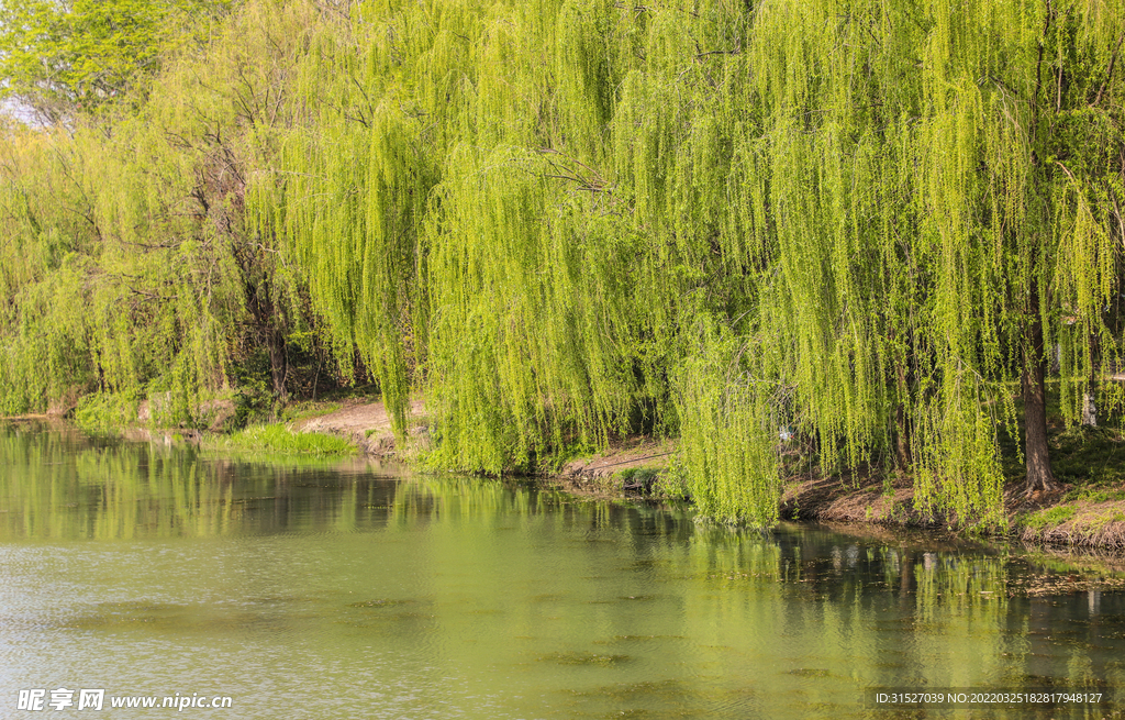 河边垂柳摄影素材