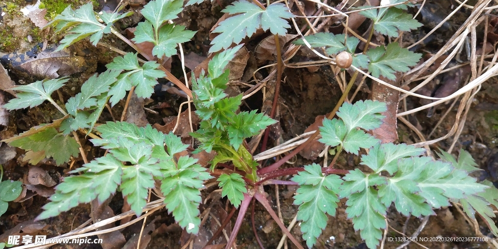绿色植物