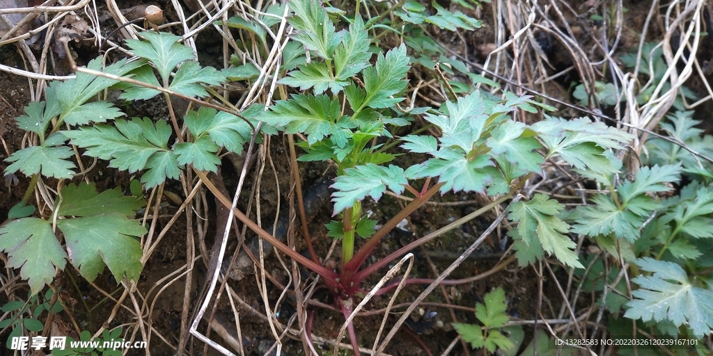 绿色植物