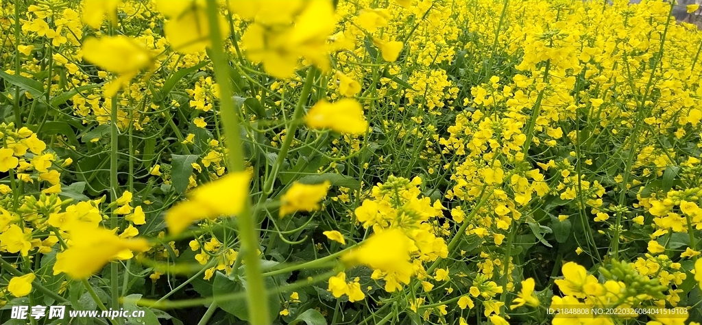 油菜花