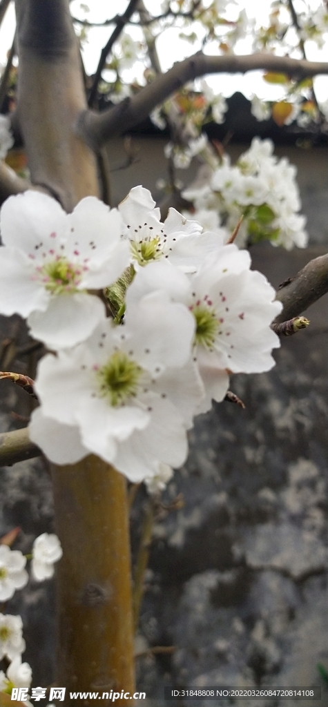 梨花