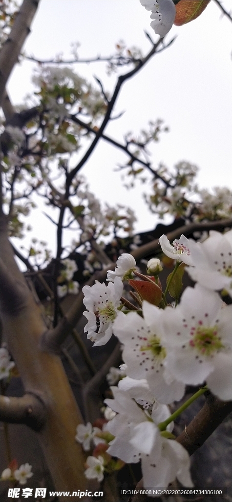 梨花