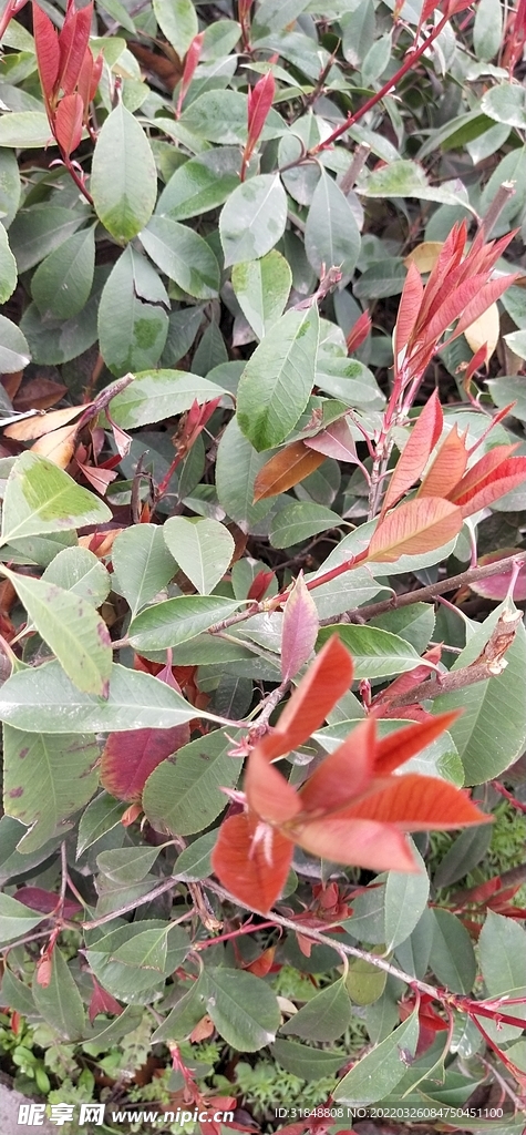 植物