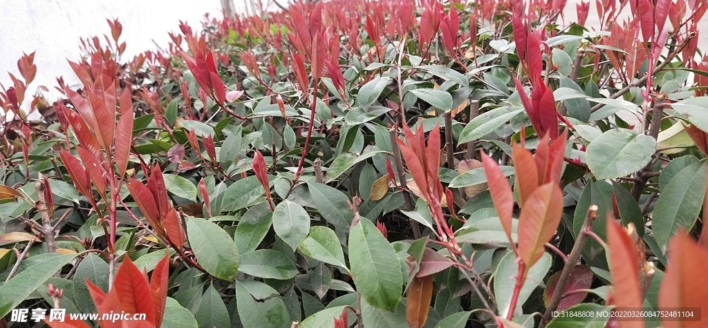 花草