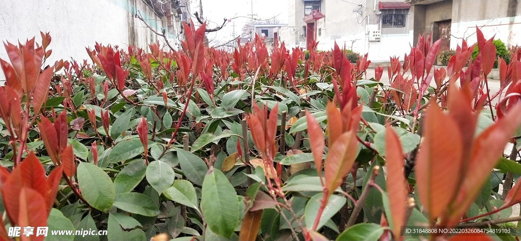 植物