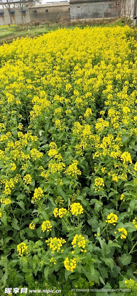 油菜花