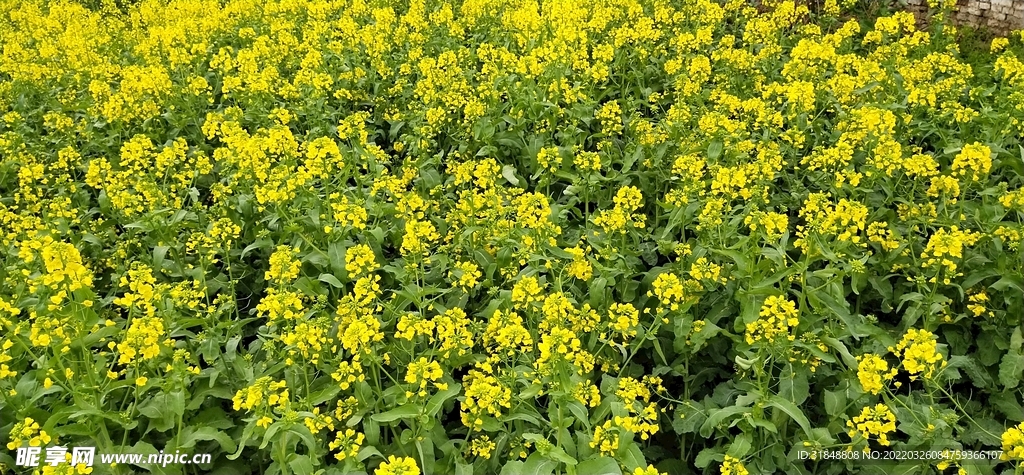 油菜花