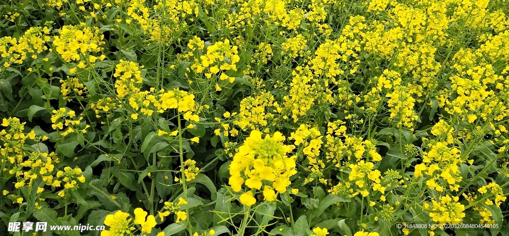 油菜花
