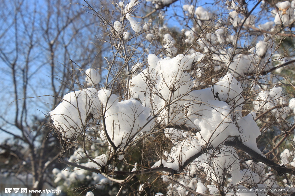 雪棉花
