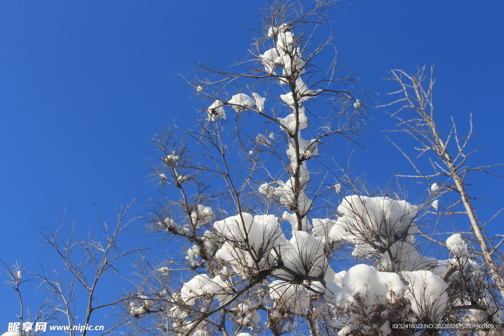 雪棉花