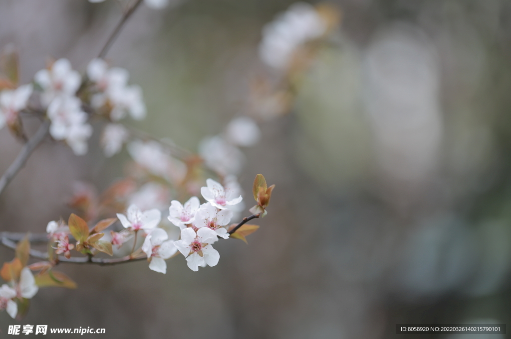 花卉 特写