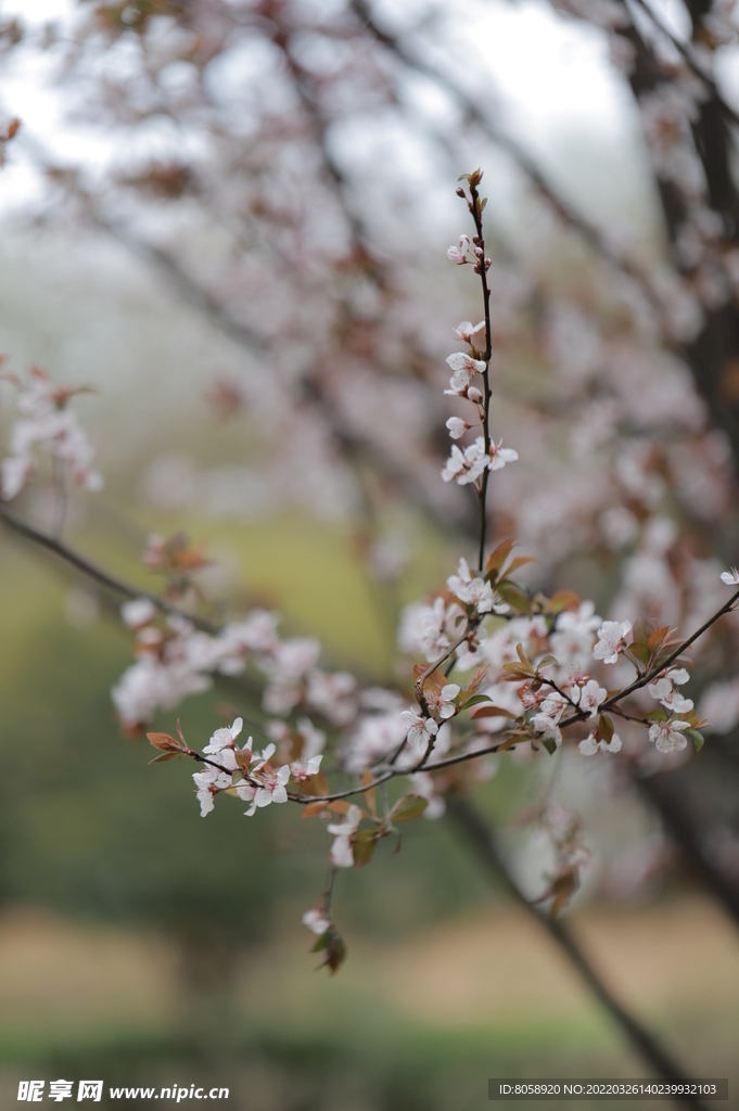 花卉 特写