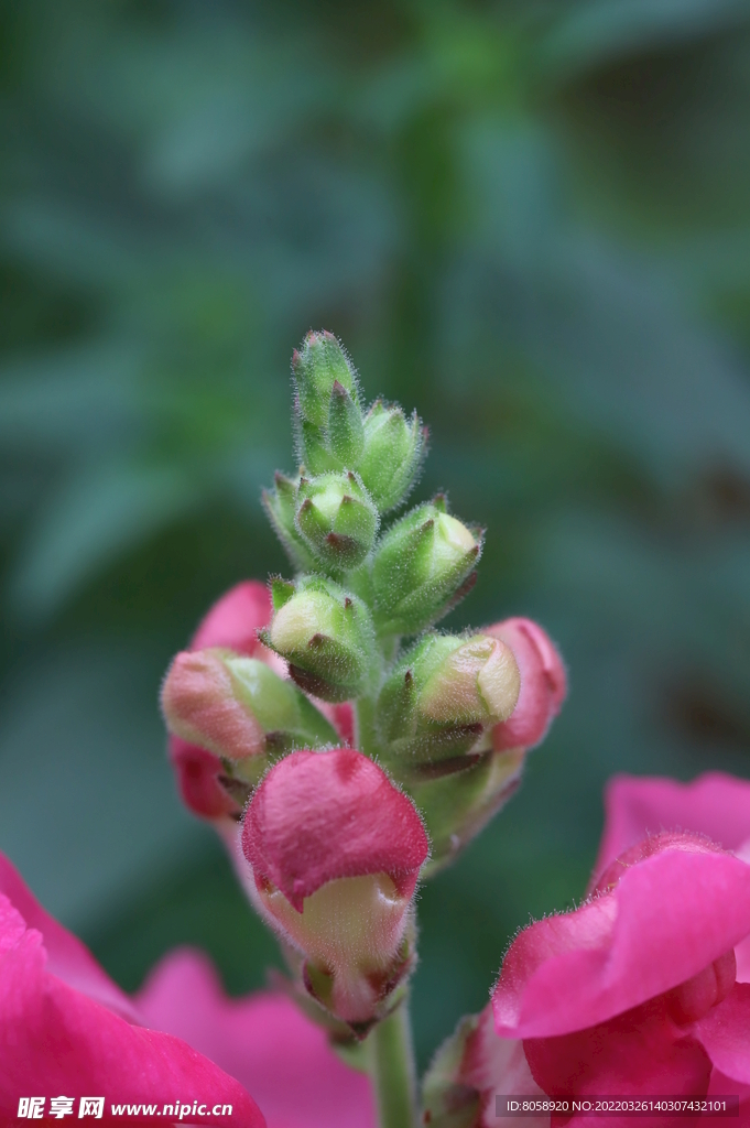 花卉 特写