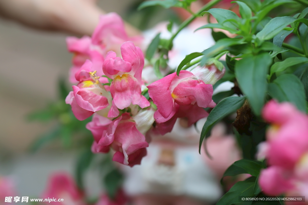 公园花卉 特写