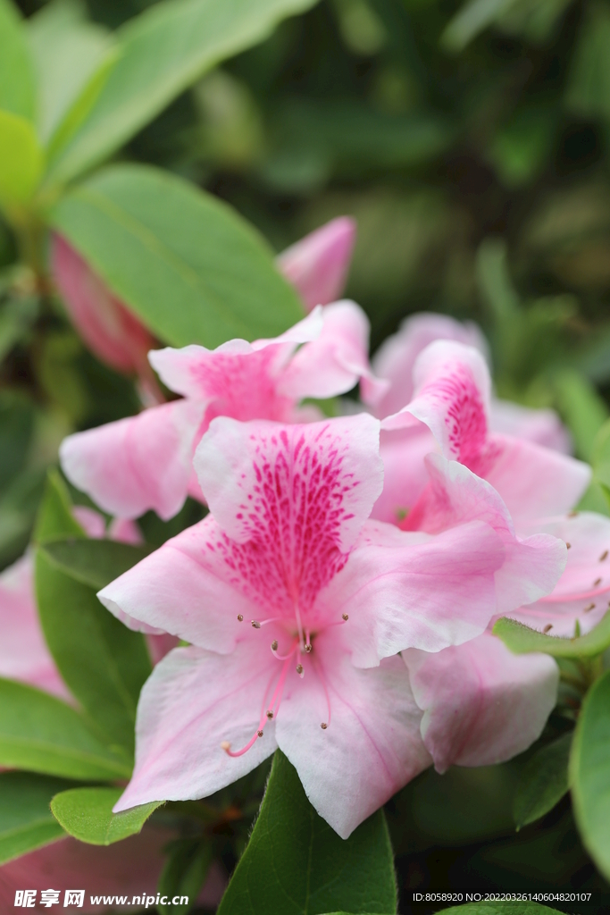 花卉 特写 