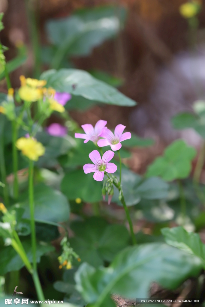 野花