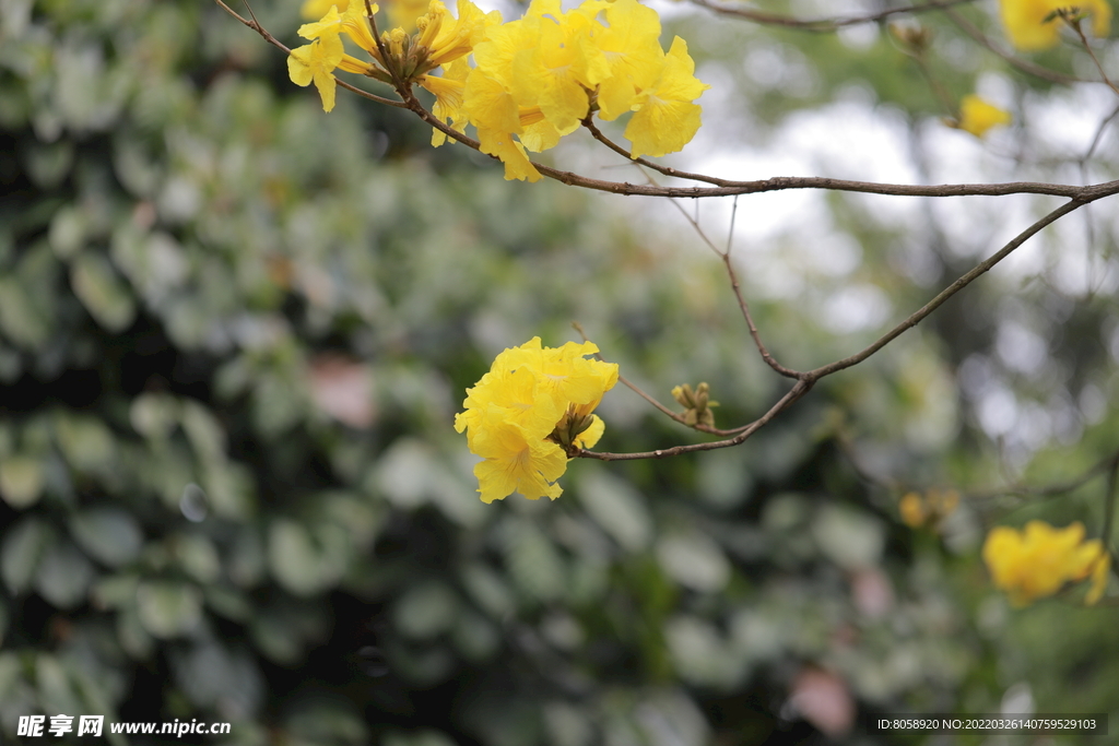 黄花风铃木