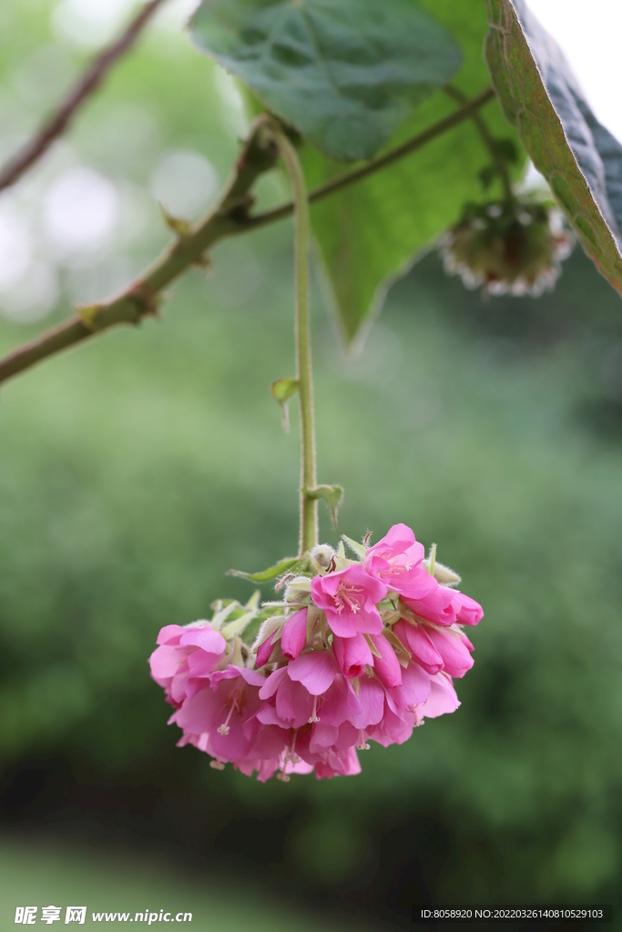 花卉 特写