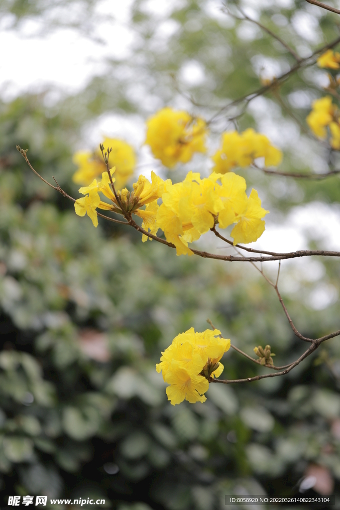 黄花风铃木