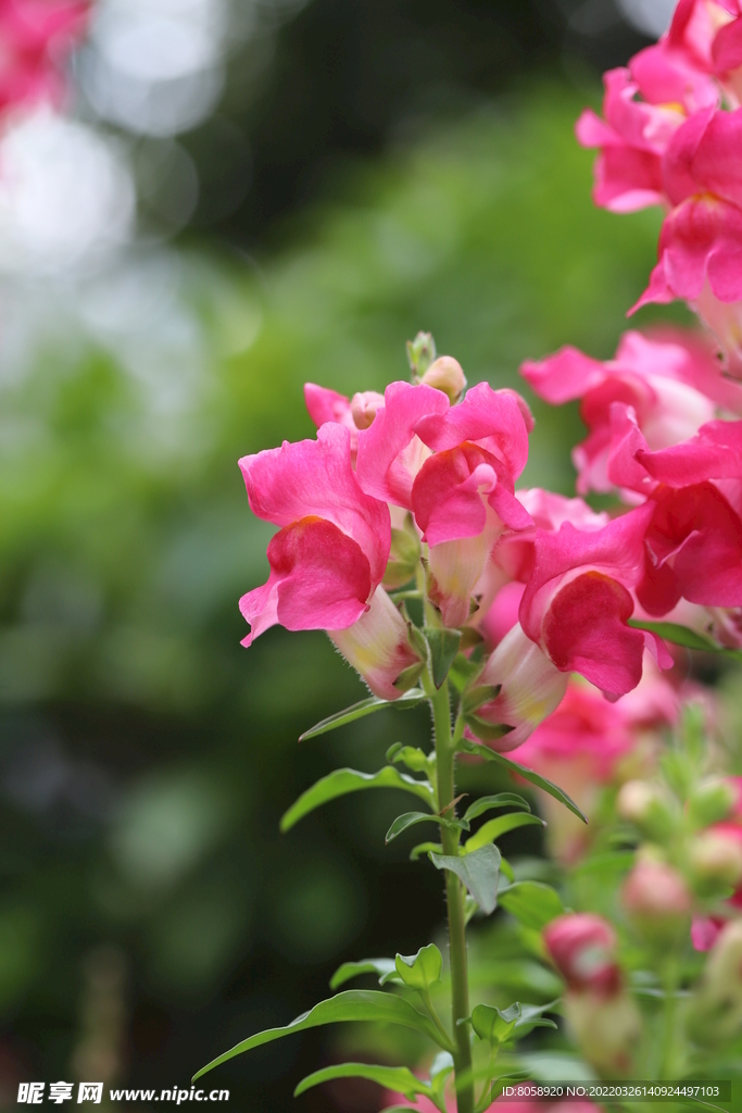 花卉 特写