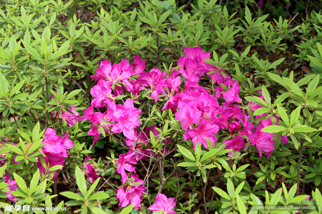 粉色杜鹃花
