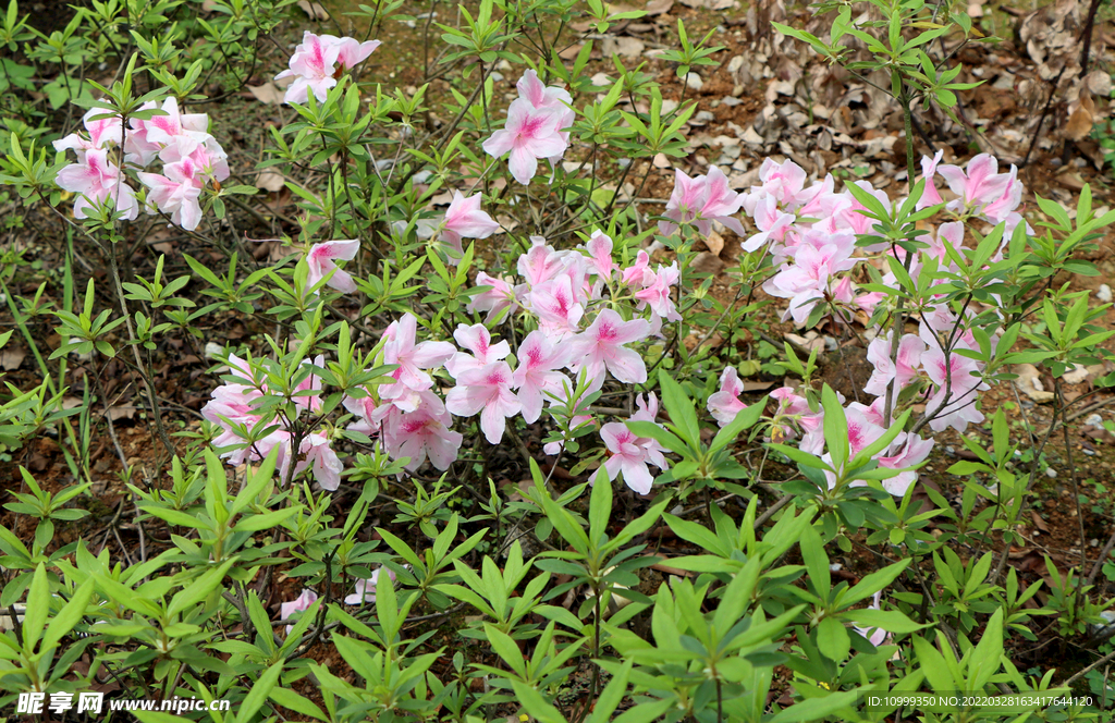 粉色杜鹃花