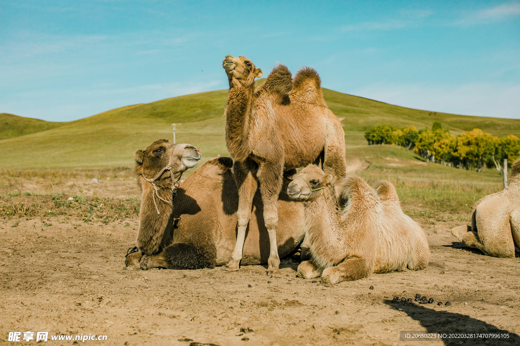 草原上骆驼
