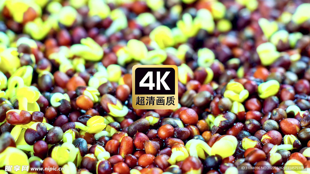 豆子发芽特写视频