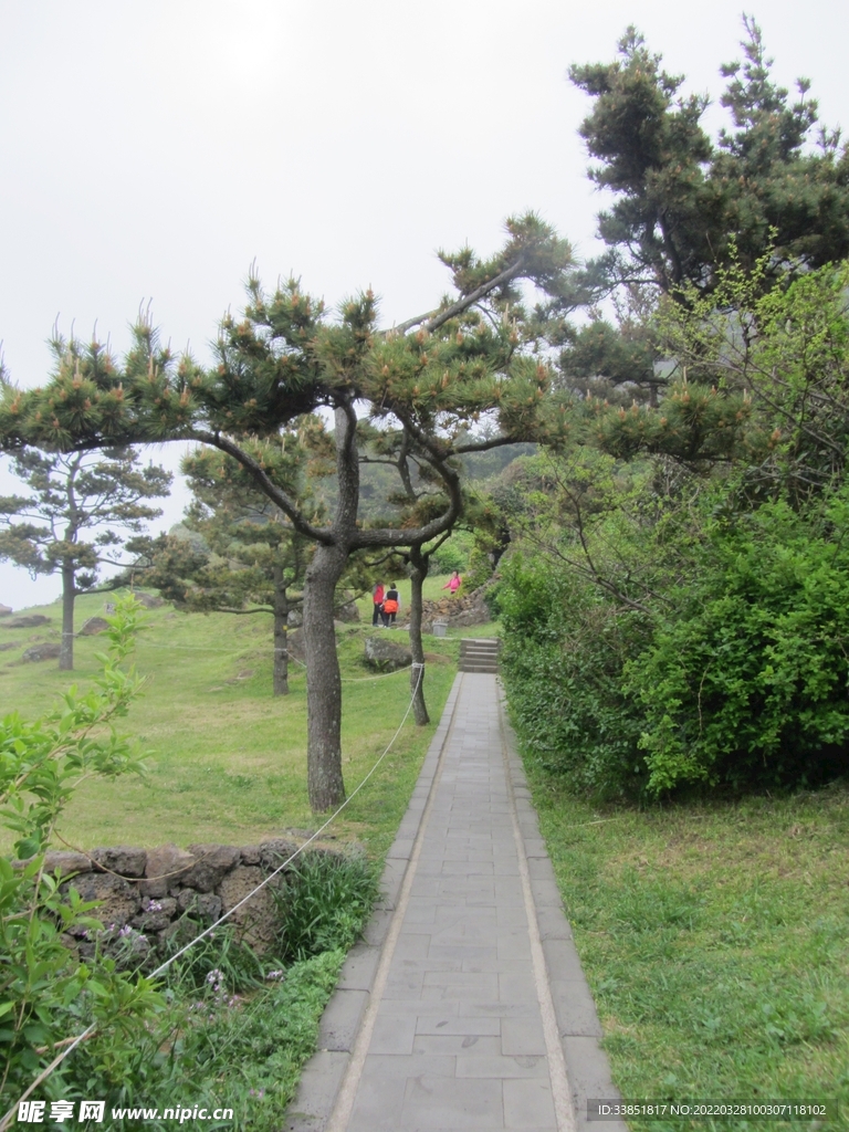 松树