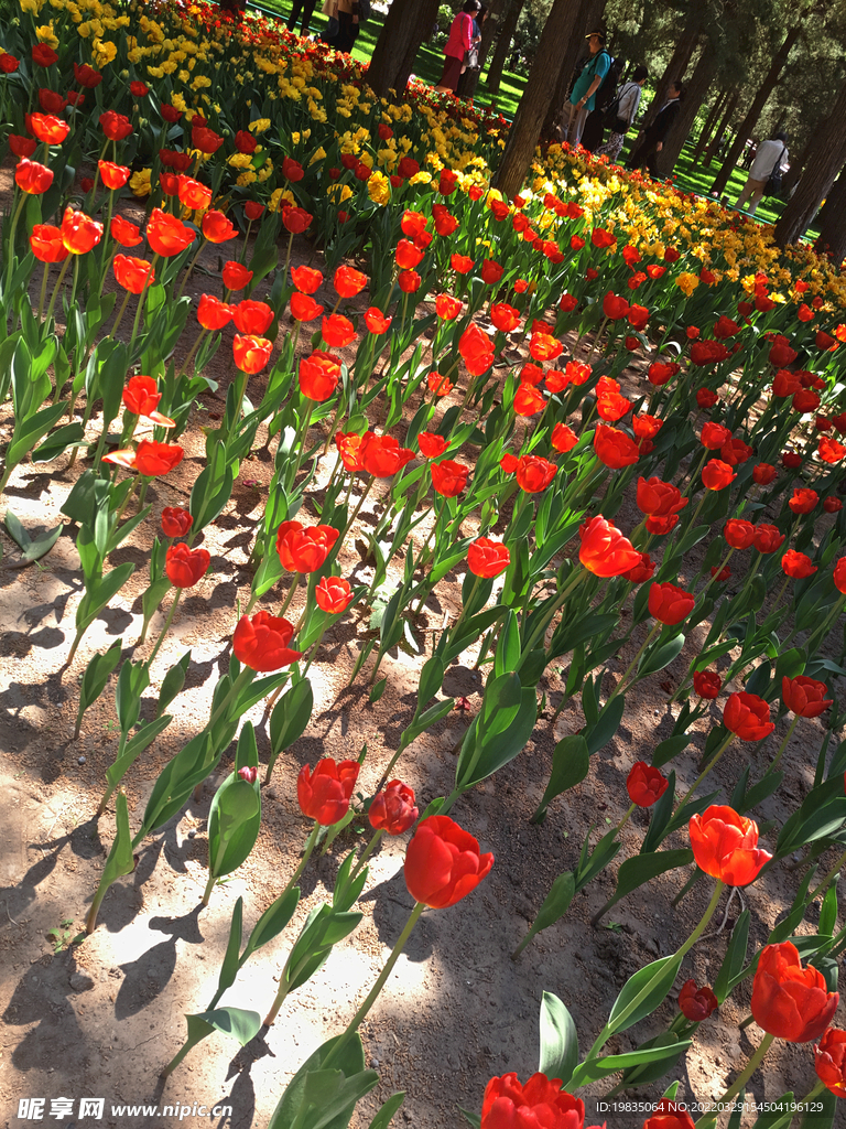 郁金香海洋 郁金香花海
