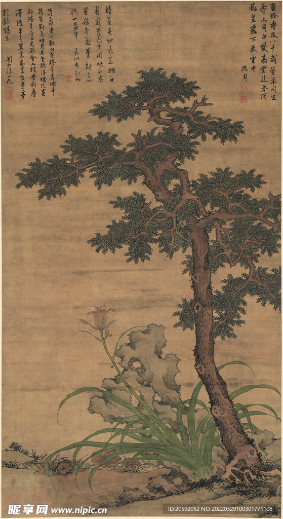 松树  