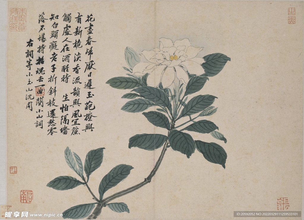 花鸟画  