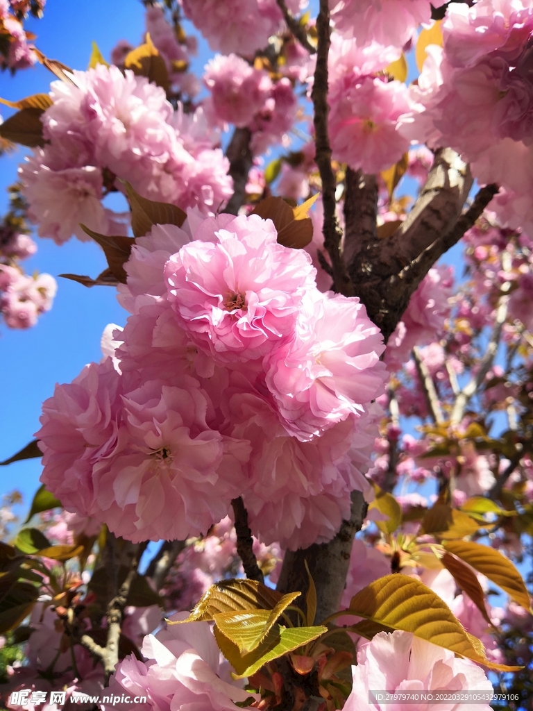 春天樱花