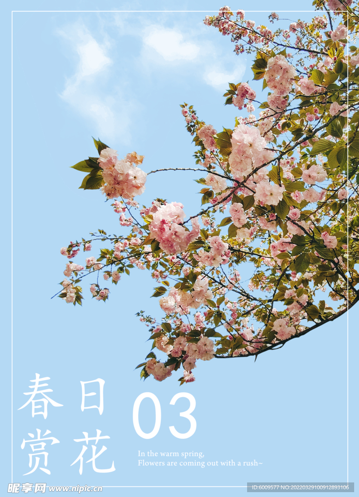 春天的樱花