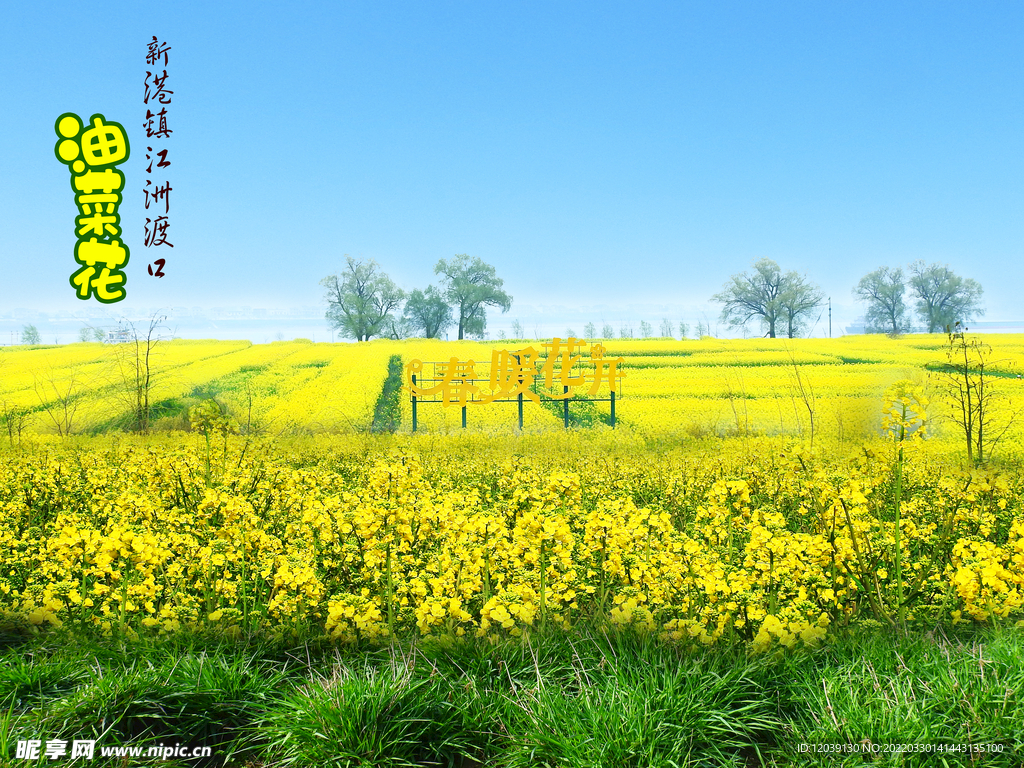 新港镇油菜花海报  